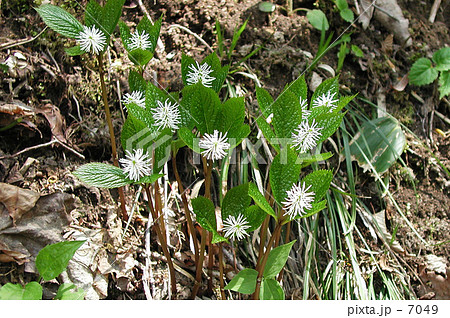 ひとりしずか ひとりしずか 7049
