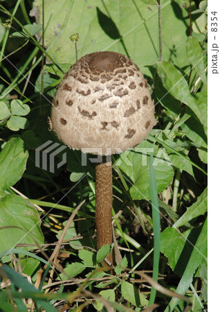 からかさたけ からかさたけ 8354