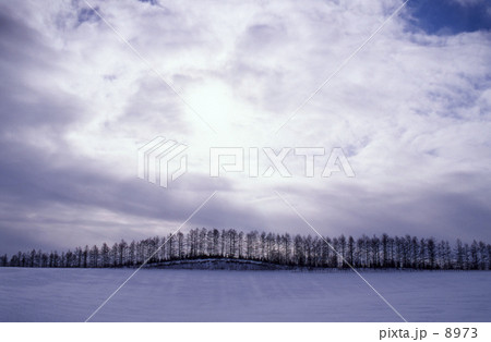 防風林 防風林 8973