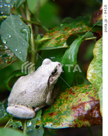 シロガエル? シロガエル? 9416