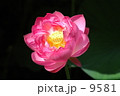ちりれんげ 9581