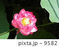 蓮華の花園よりという人の有りつれば 9582