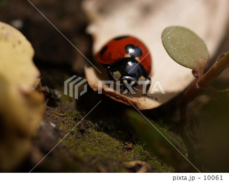 てんとうむし 10061