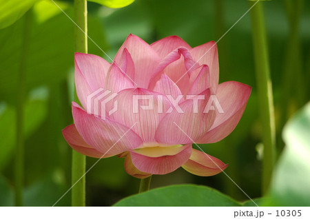 不忍池の蓮-3- 10305