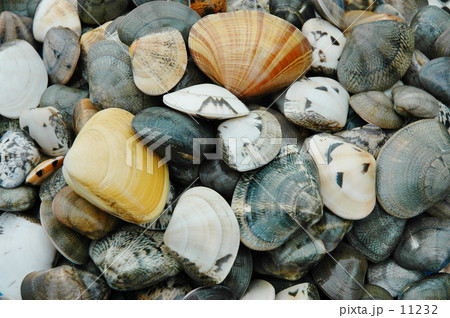 潮干狩り２ 11232