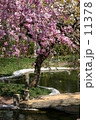 Under the Tree 11378