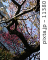 桜花、みだれ咲く 11380