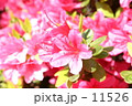 つつじ～ 11526