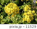 菜の花 11529