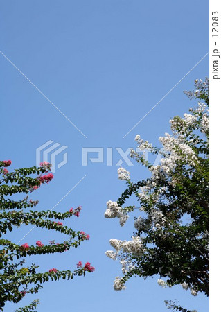 赤い白い花 12083