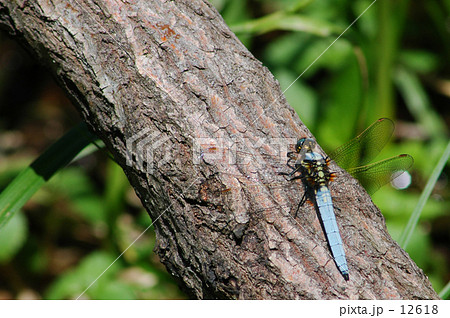 おおしおからとんぼ 12618