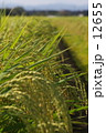 収穫間近 12655
