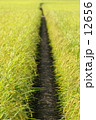 あぜ道 12656