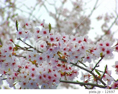 さくら さくら 12697