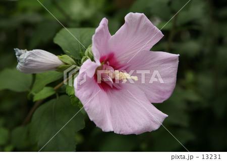 芙蓉 13231