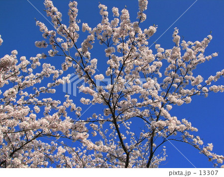 桜 桜 13307