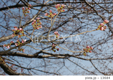 見沼田圃・桜の蕾み膨らむ 13684