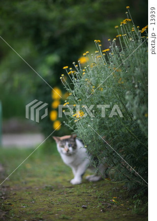 かくれんぼ かくれんぼ 13939