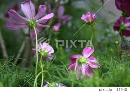 コスモス コスモス 13940