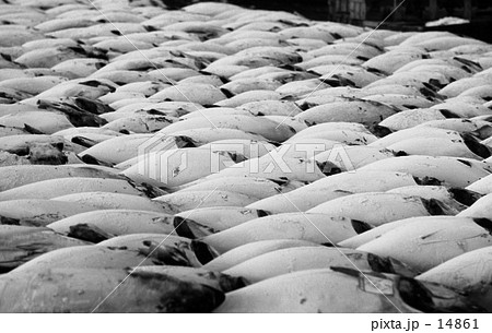 三浦半島・マグロの並ぶ三崎漁港の魚市場　昭和44年1月 14861