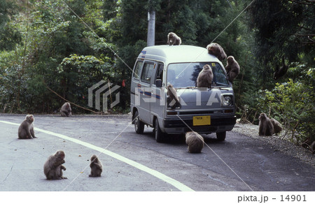 悲しい猿２ 14901