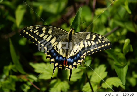 アゲハ 15596