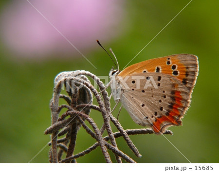 チョウ チョウ 15685