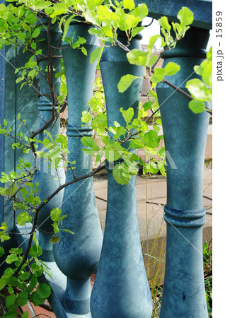 つるうめもどき 15859