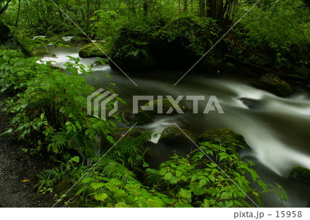 奥入瀬の自然 15958