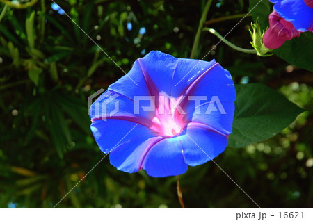 朝顔 16621