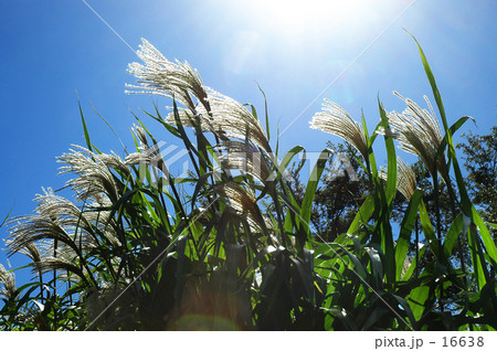 光る穂 16638