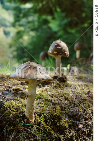 てんぐたけ てんぐたけ 16639