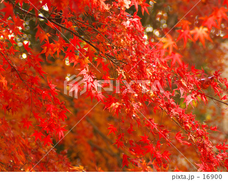 もみじ 16900