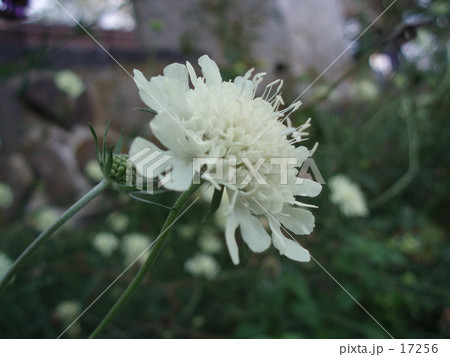 花壇のはな 花壇のはな 17256