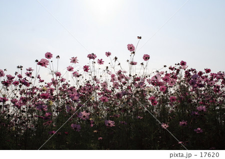 秋桜 17620