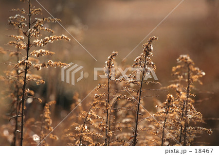 春のあくび 18467