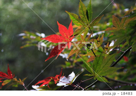 紅葉と秋雨 18483