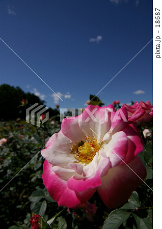 吸い寄せられて 18687