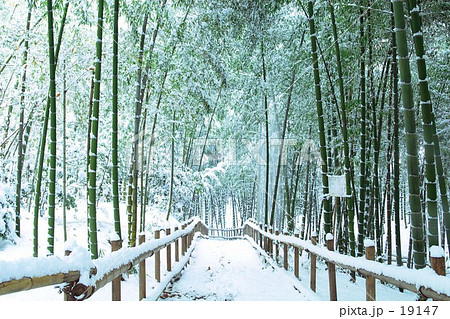 竹やぶの雪 19147