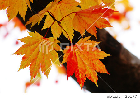 紅葉　２ 20177