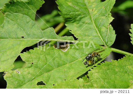 ミートボール製作中 20211