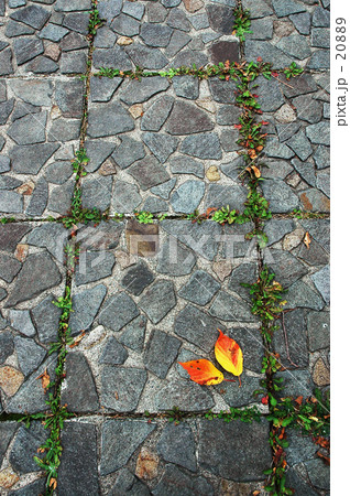 枯れ葉よ～♪　２ 20889