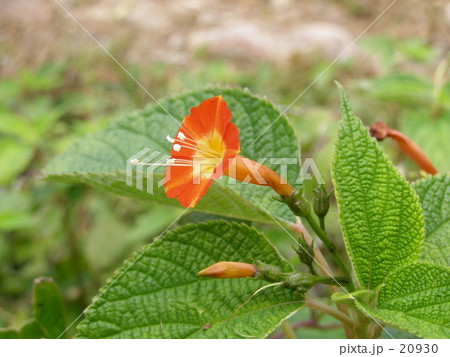 マルバルコウソウ（丸葉縷紅草） 20930