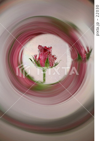 鏡の中の薔薇 22030