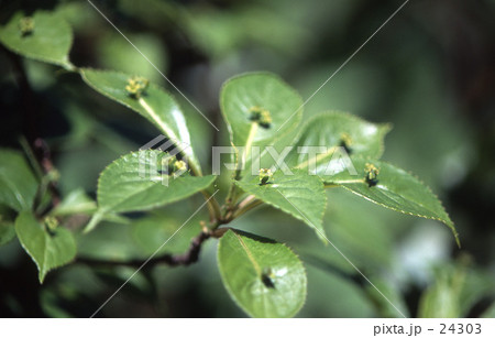 見沼田圃・春　ハナイカダ（みずき科） 24303