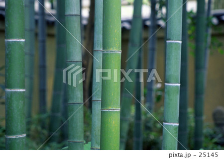 京の竹林 25145