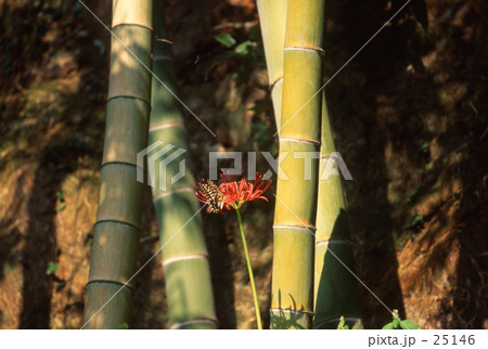 彼岸アゲハ 25146