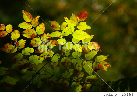 秋色のとき 25163