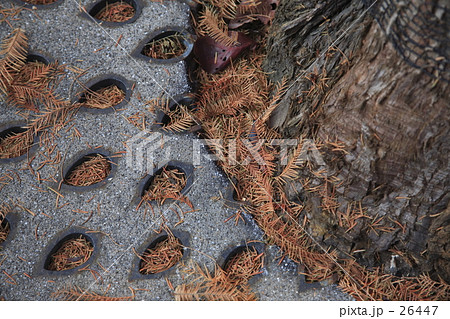 落ち葉の涙・・・ 落ち葉の涙・・・ 26447