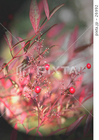 赤い実 26992